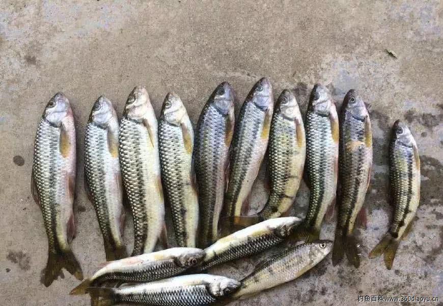 乡下溪流钓石斑鱼,平均十几秒钟就有一条上钩,看着眼馋