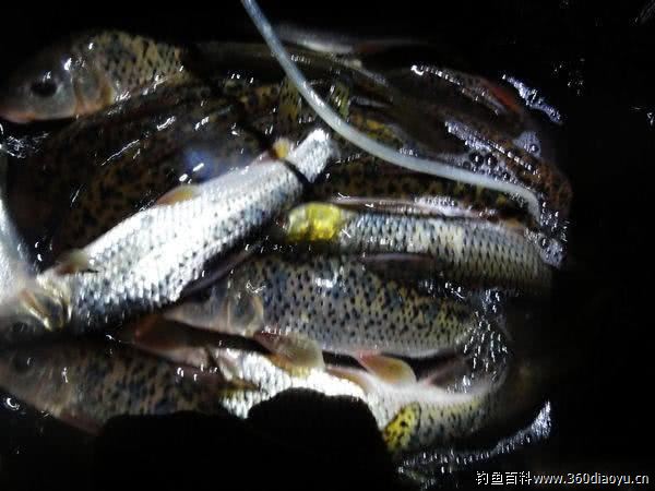 松花江里的名贵鱼种,在重庆被叫做"花参"每年冬天是垂钓的好时机