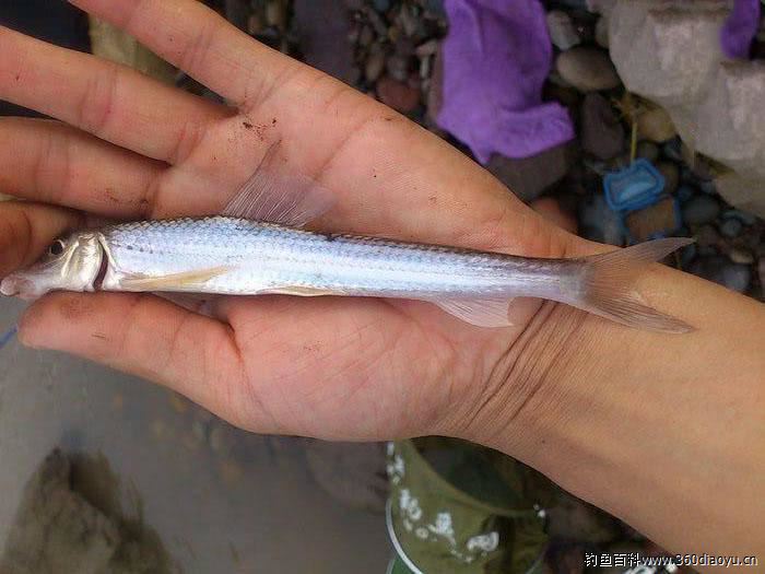 每年天气转冷以后,正是垂钓"船丁鱼"的大好时候