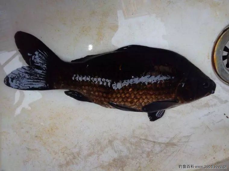 黑鲫鱼真实名字:日本无须鲤鱼,因其全身墨黑,故名乌龙鲫,是鲤鱼的变异