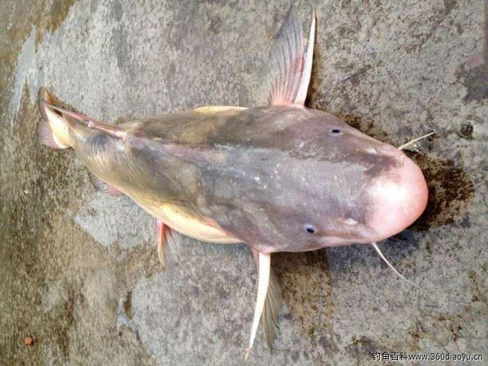 被称为"长江三鲜"之一的鮰鱼, 白嫩肥美, 已经很难吃到