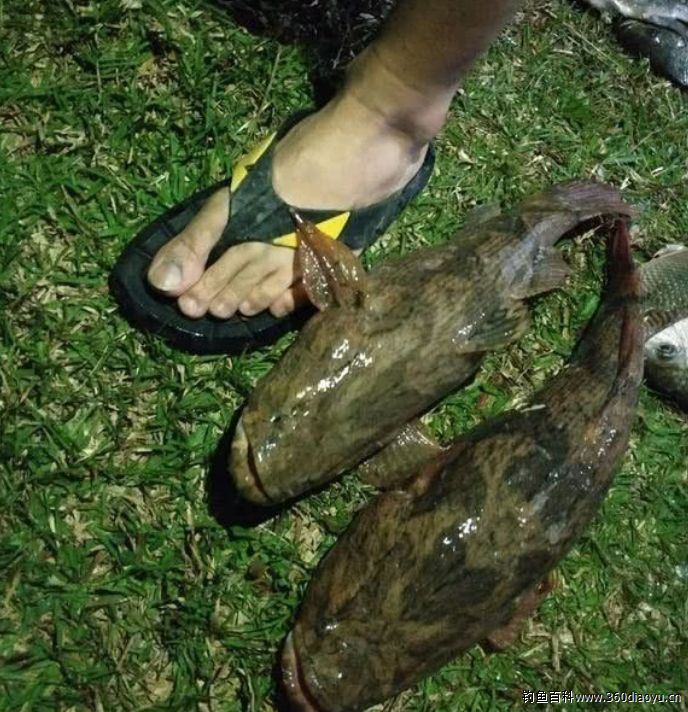 广州钓友珠江钓获4斤巨型沙塘鳢,网友:不好吃;哪位大厨也是时候展示