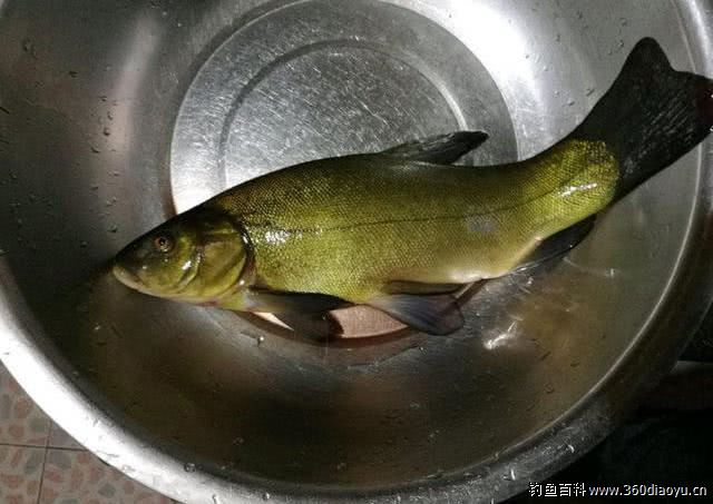 混养水库钓获从未见过的丁桂鱼,野生的很好吃